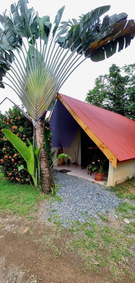Ballena Oasis Homes & Glamping Uvita Esterno foto