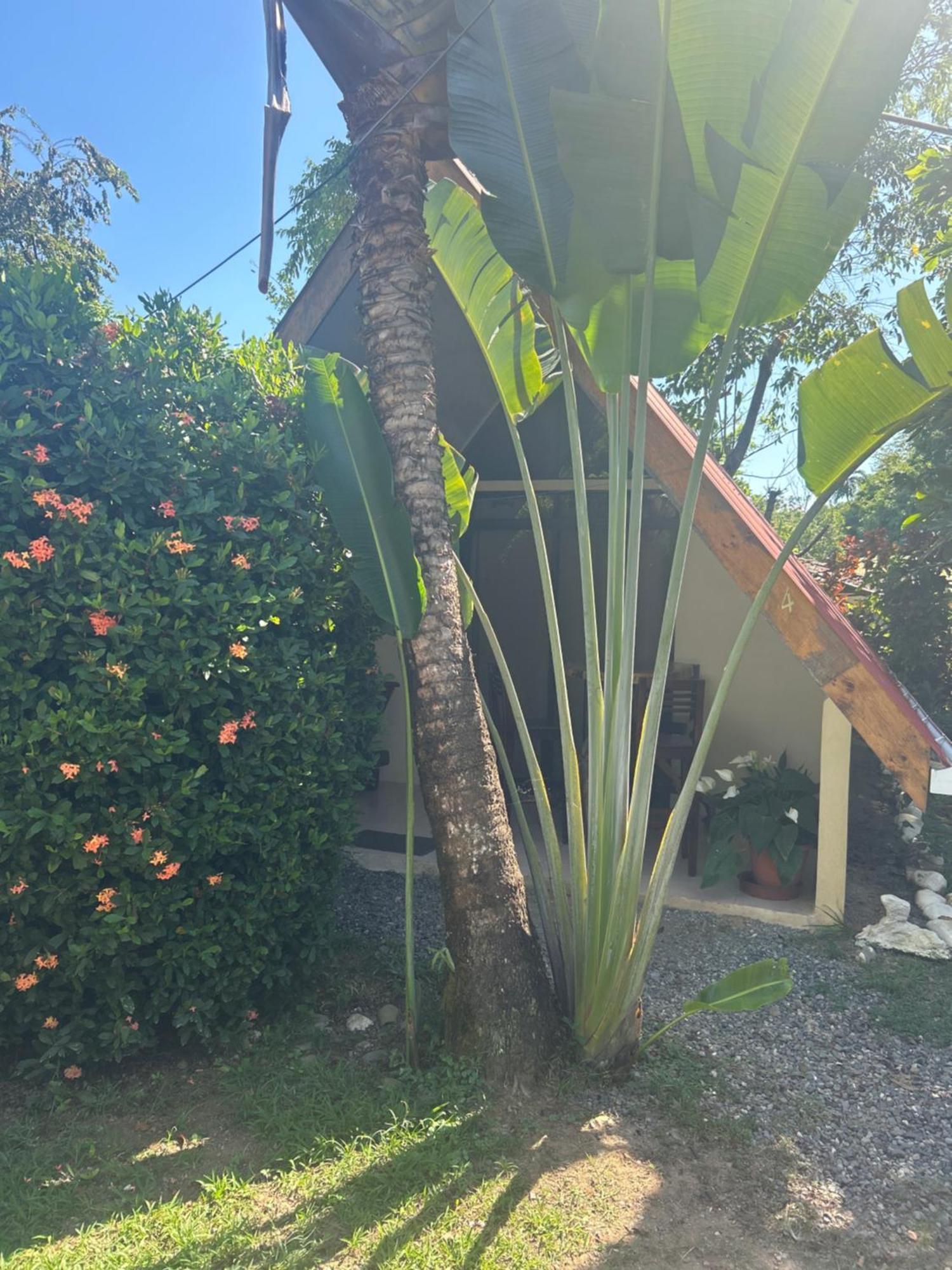 Ballena Oasis Homes & Glamping Uvita Esterno foto