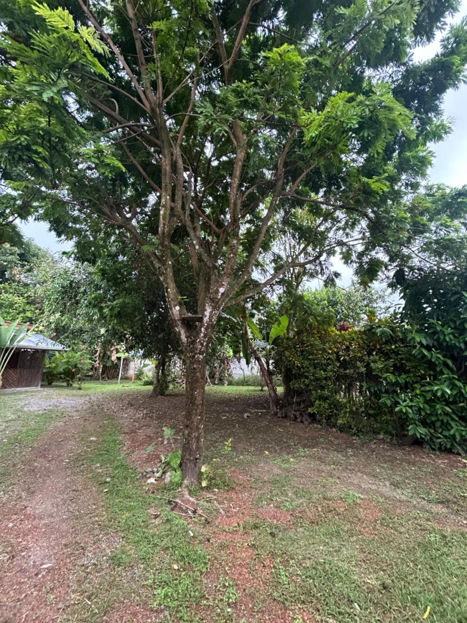 Ballena Oasis Homes & Glamping Uvita Esterno foto